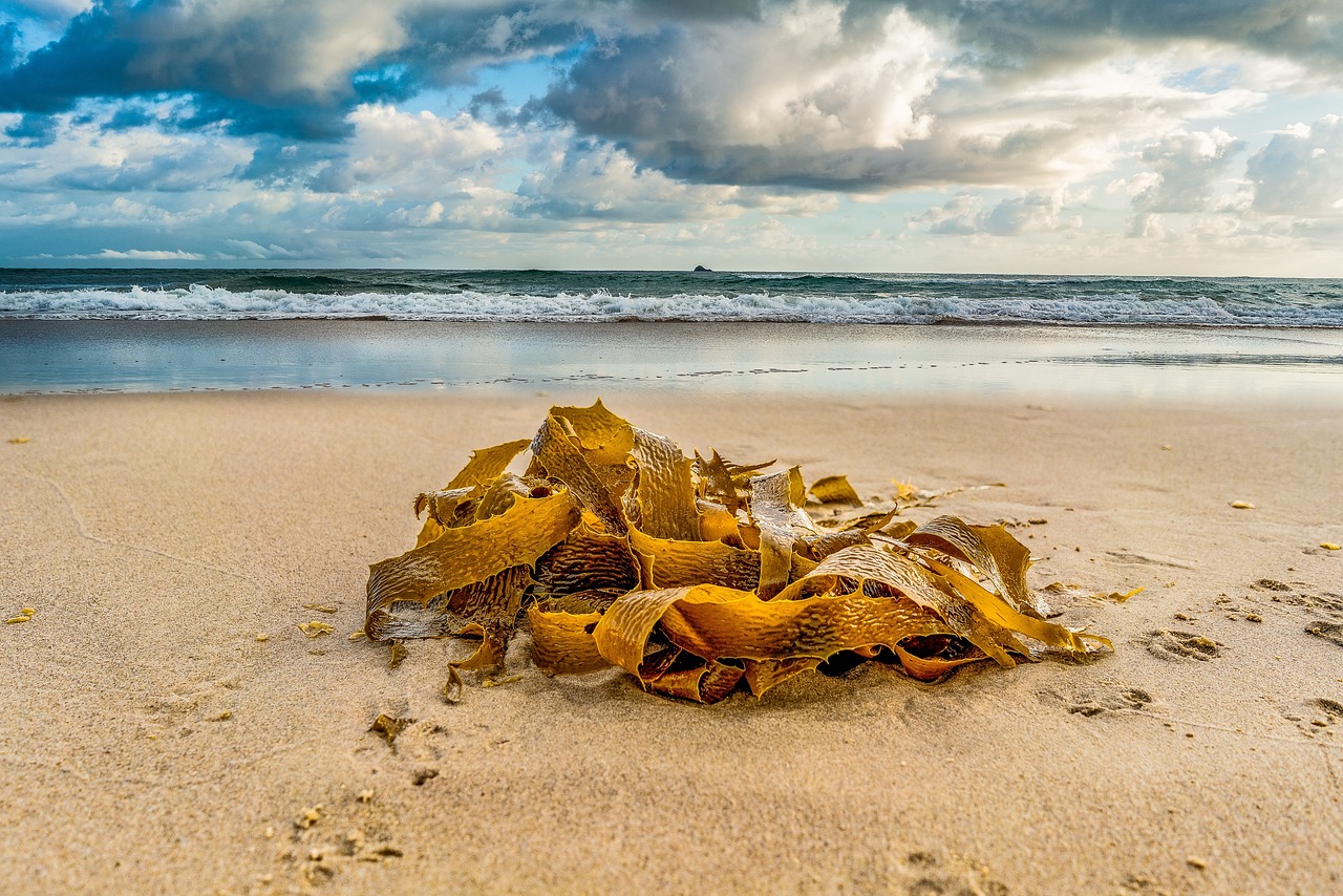 Can Seaweed Help to Offset Carbon Emissions?